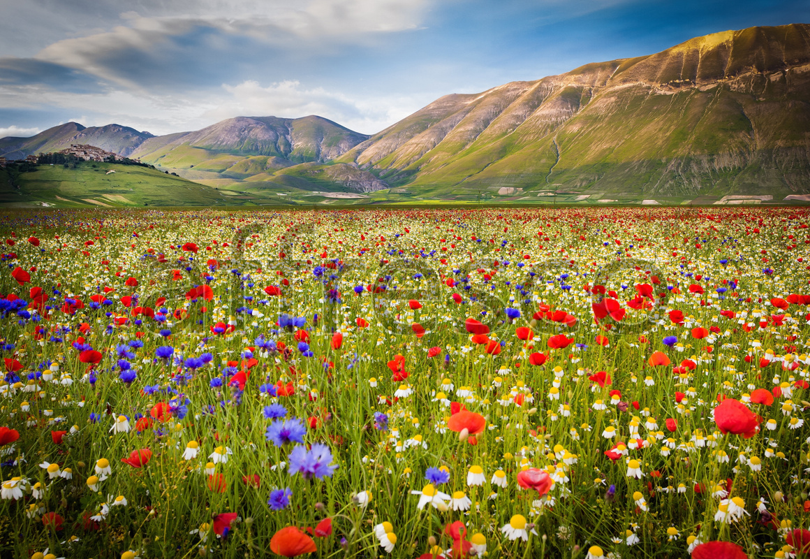 ID13456 | Pictures of Nature  | Valley with flowers | Affresco Factory