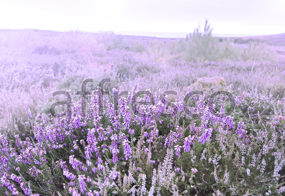 ID13449 | Pictures of Nature  | Meadow flowers | Affresco Factory