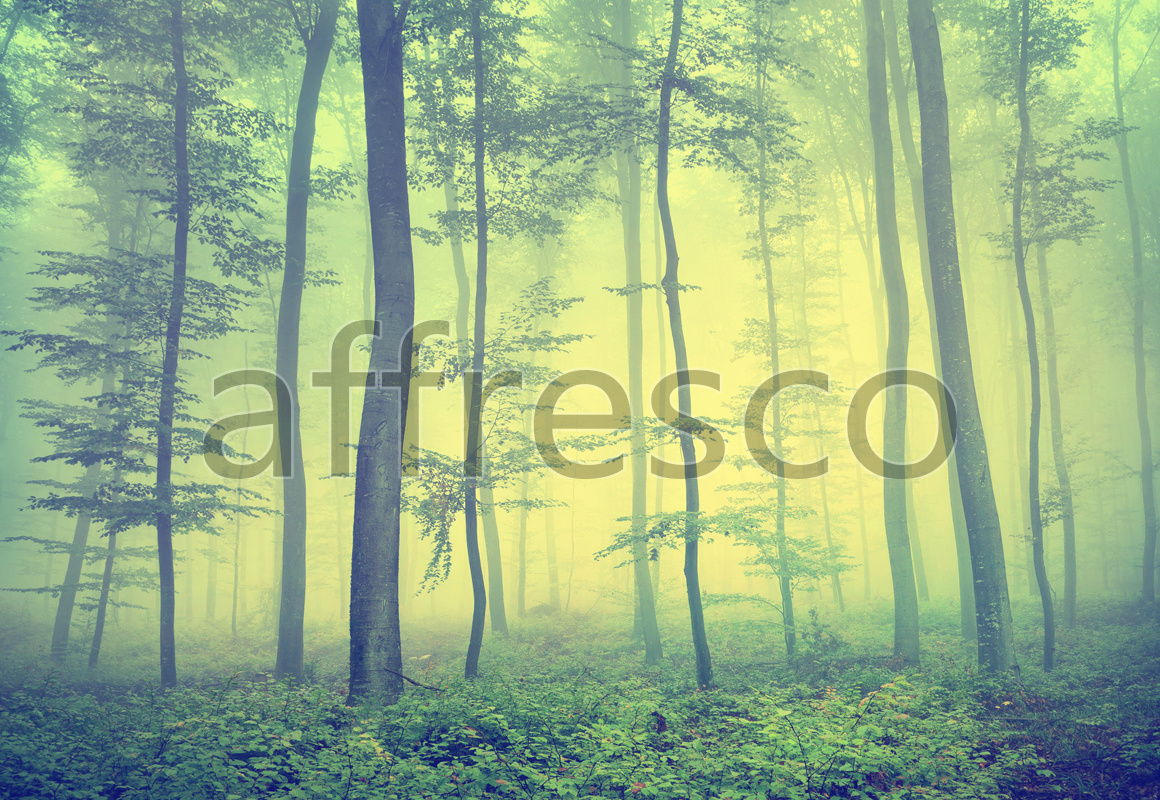 ID13481 | Pictures of Nature  | Trees in the fog | Affresco Factory