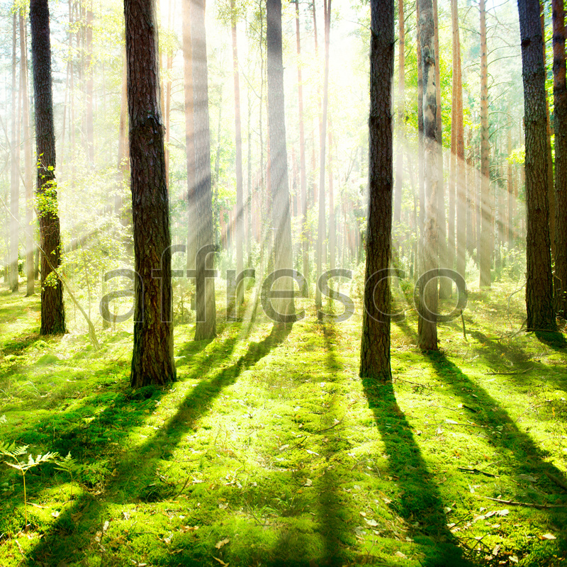 ID12500 | Pictures of Nature  | Woods in sunlight | Affresco Factory