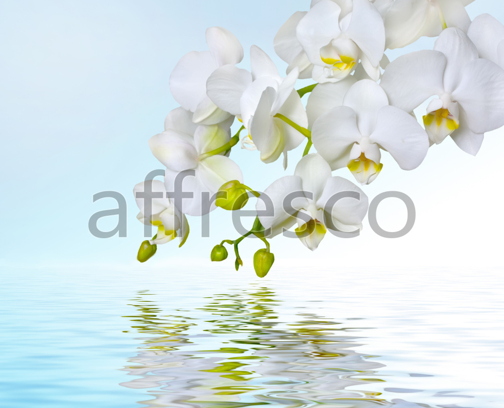 ID12673 | Flowers | white orchid reflected | Affresco Factory