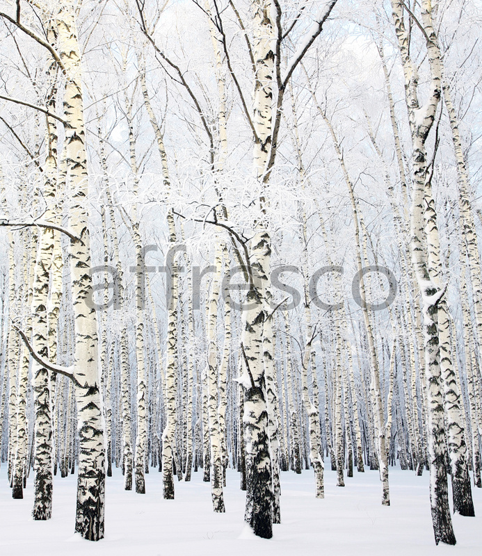 ID13531 | Pictures of Nature  | Winter birches | Affresco Factory
