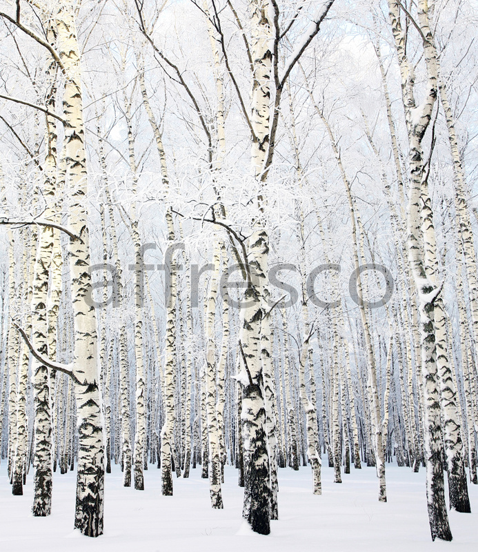 ID13531 | Pictures of Nature  | Winter birches | Affresco Factory