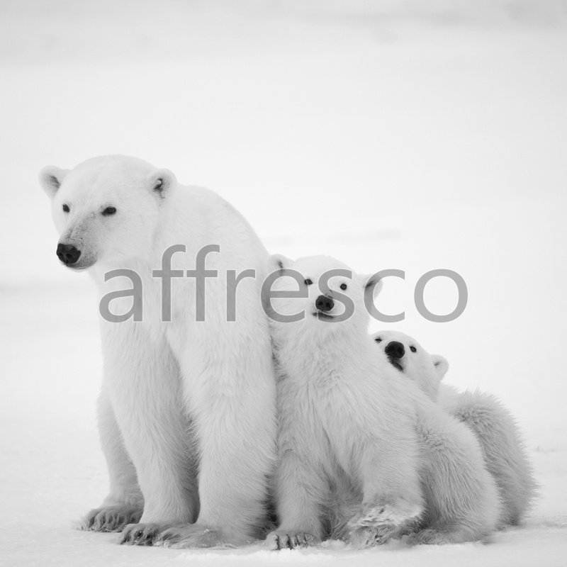 ID13538 | Pictures of Nature  | Polar bears | Affresco Factory