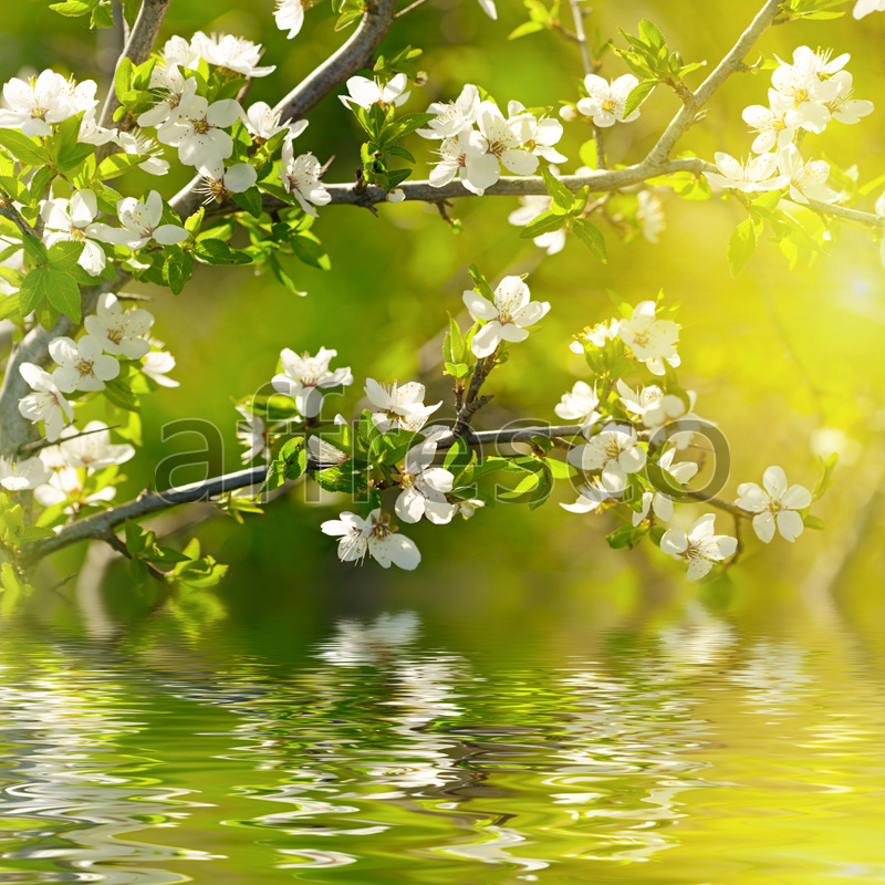 ID12706 | Flowers | flower branches above water | Affresco Factory