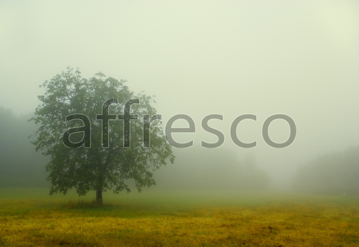 ID12142 | Pictures of Nature  | Tree in the field | Affresco Factory