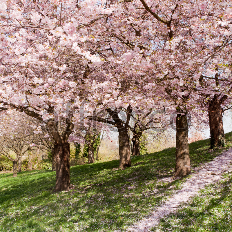 ID13409 | Pictures of Nature  | Trees in flowers | Affresco Factory