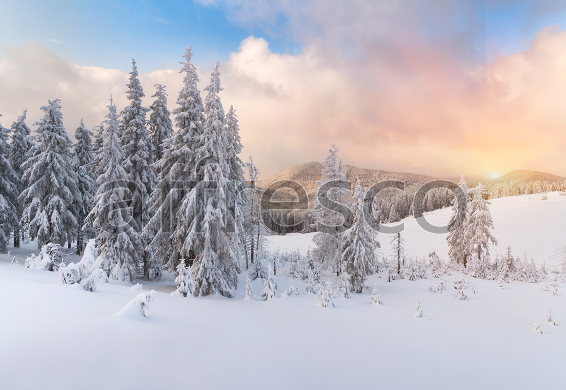 ID12381 | Pictures of Nature  | Snow-covered spruce | Affresco Factory