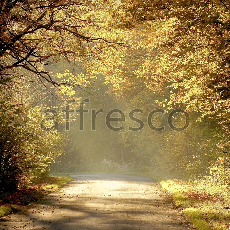 ID12478 | Pictures of Nature  | Sunny path in forest | Affresco Factory