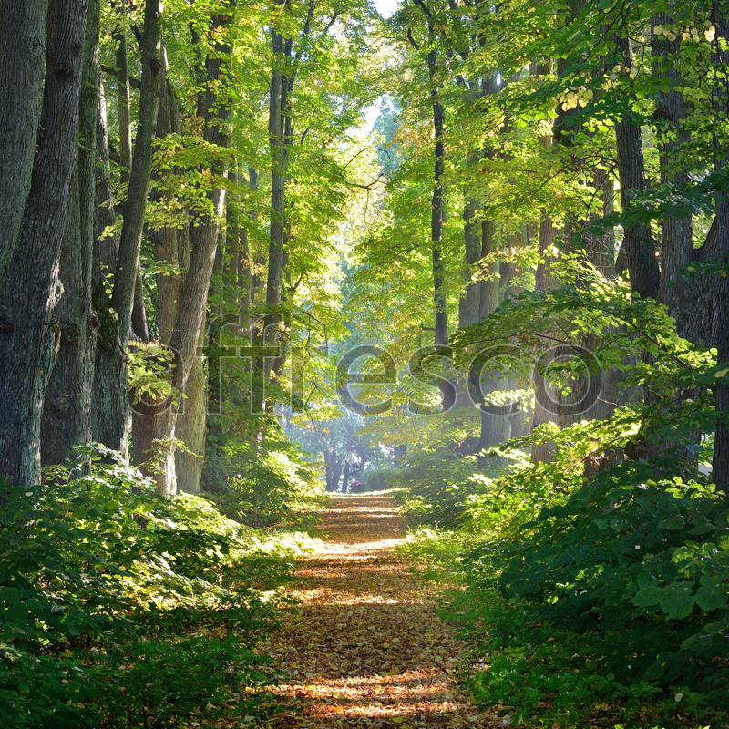 ID13476 | Pictures of Nature  | Sunny path in woods | Affresco Factory