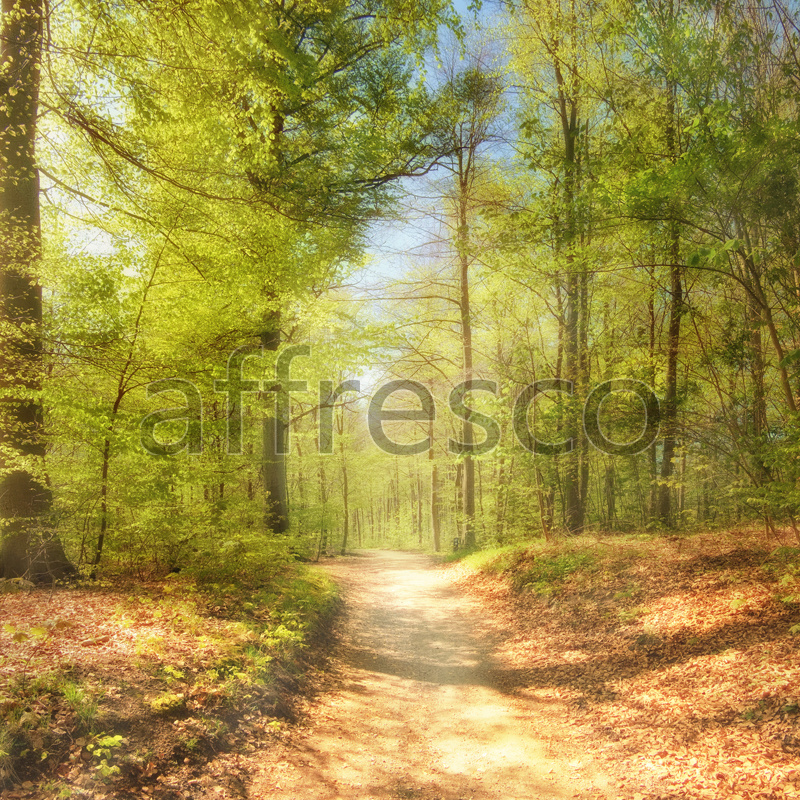 ID10934 | Pictures of Nature  | Forest path | Affresco Factory