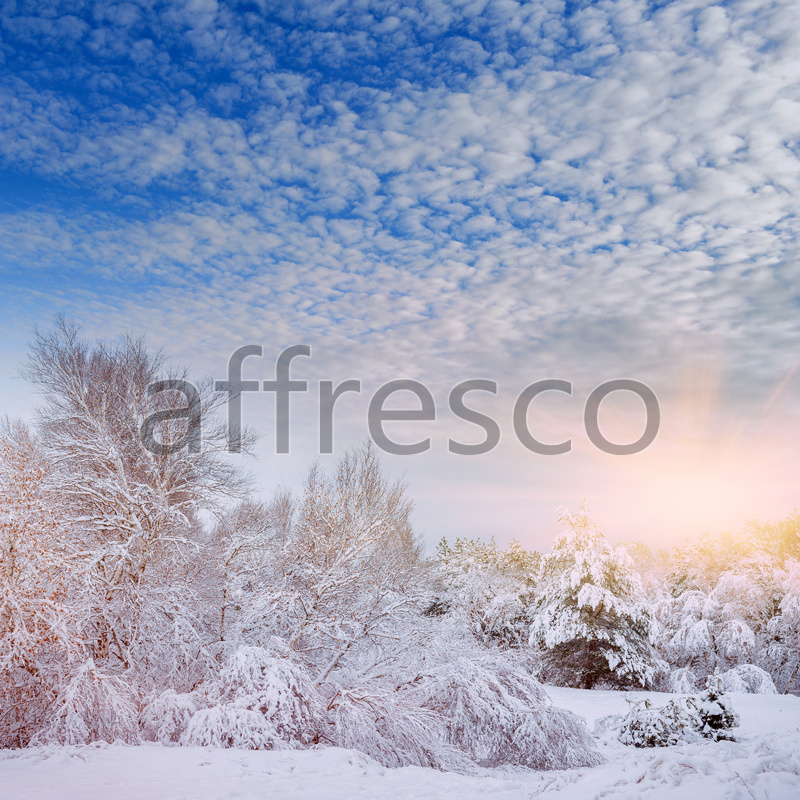 ID13528 | Pictures of Nature  | Trees in snow | Affresco Factory