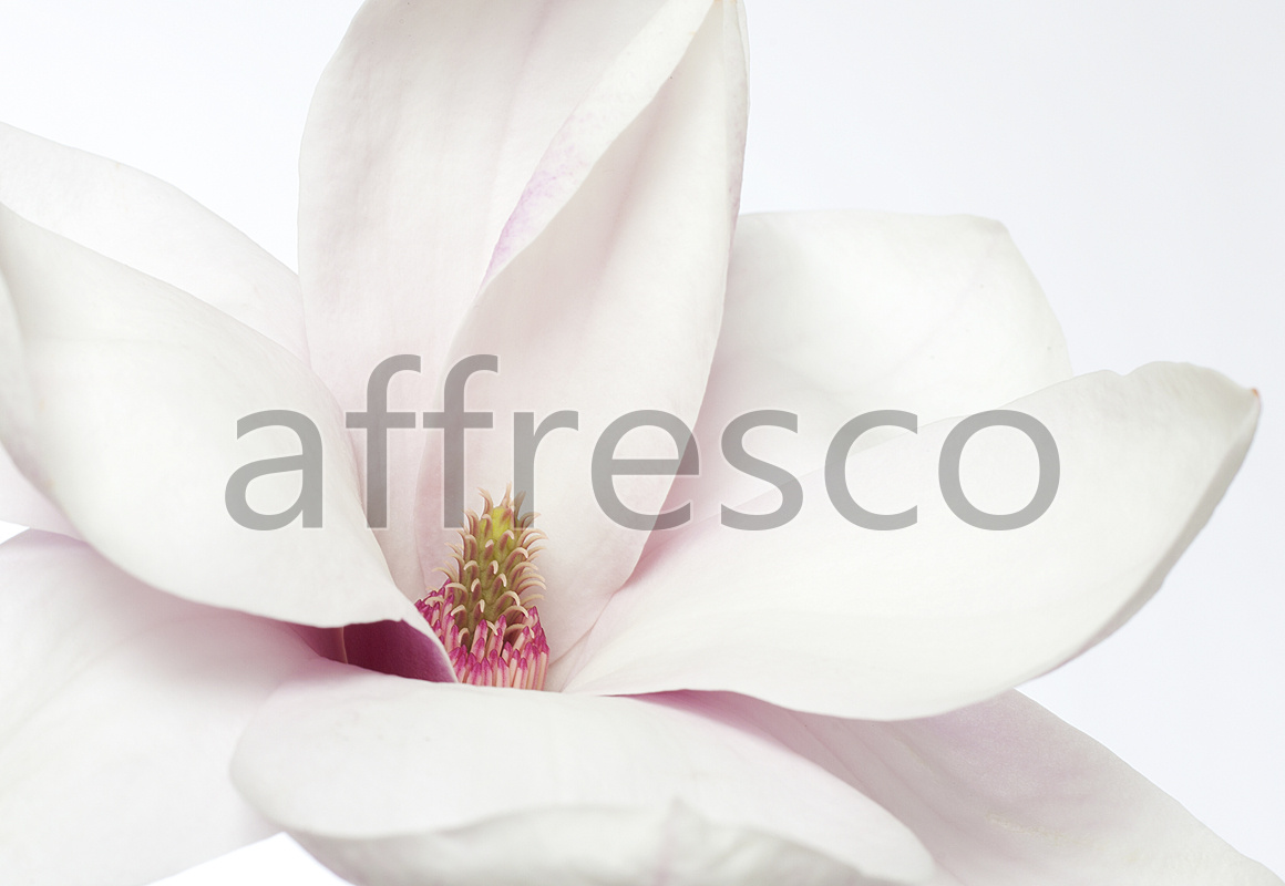 ID12779 | Flowers | petals macro | Affresco Factory