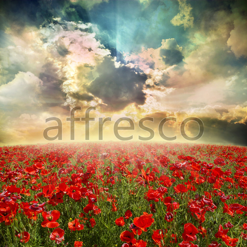 ID12399 | Pictures of Nature  | Field poppies | Affresco Factory