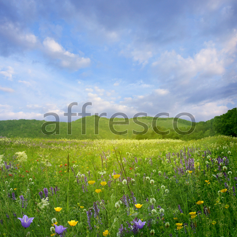 ID12428 | Pictures of Nature  | Field flowers | Affresco Factory