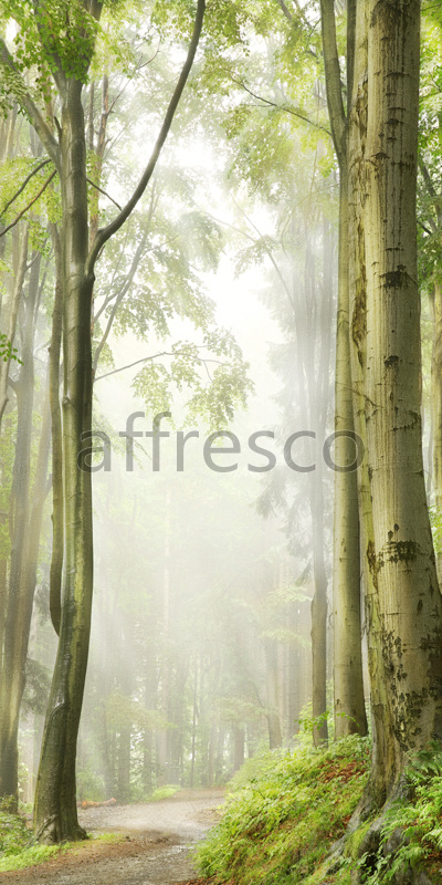 ID10907 | Pictures of Nature  | Path in forest | Affresco Factory