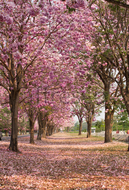 ID13166 | Pictures of Nature  | Blossoming trees | Affresco Factory