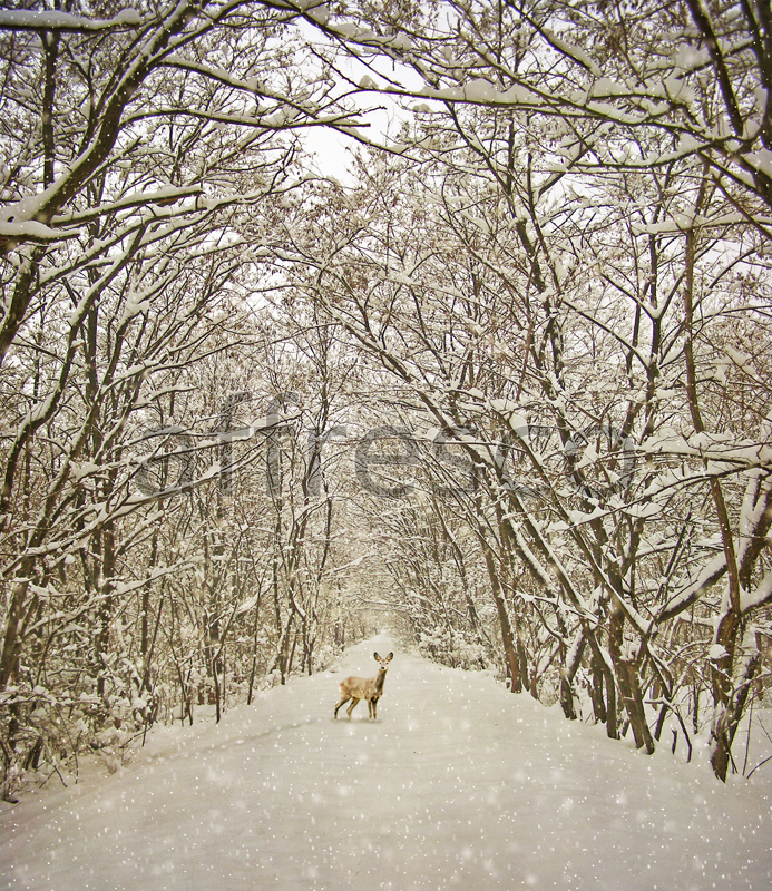ID13532 | Pictures of Nature  | Deer at winter road | Affresco Factory