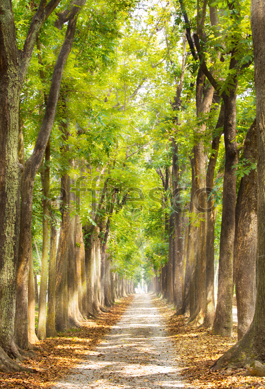 ID10925 | Pictures of Nature  | Forest ally | Affresco Factory