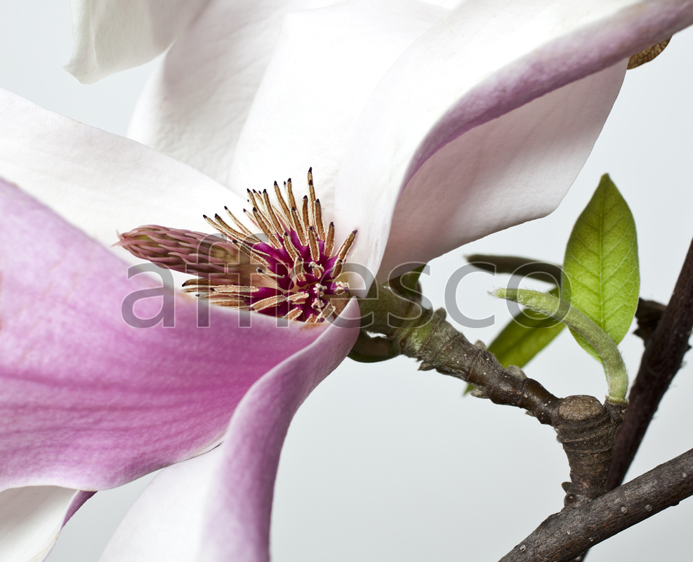 ID12744 | Flowers | flower branch macro | Affresco Factory