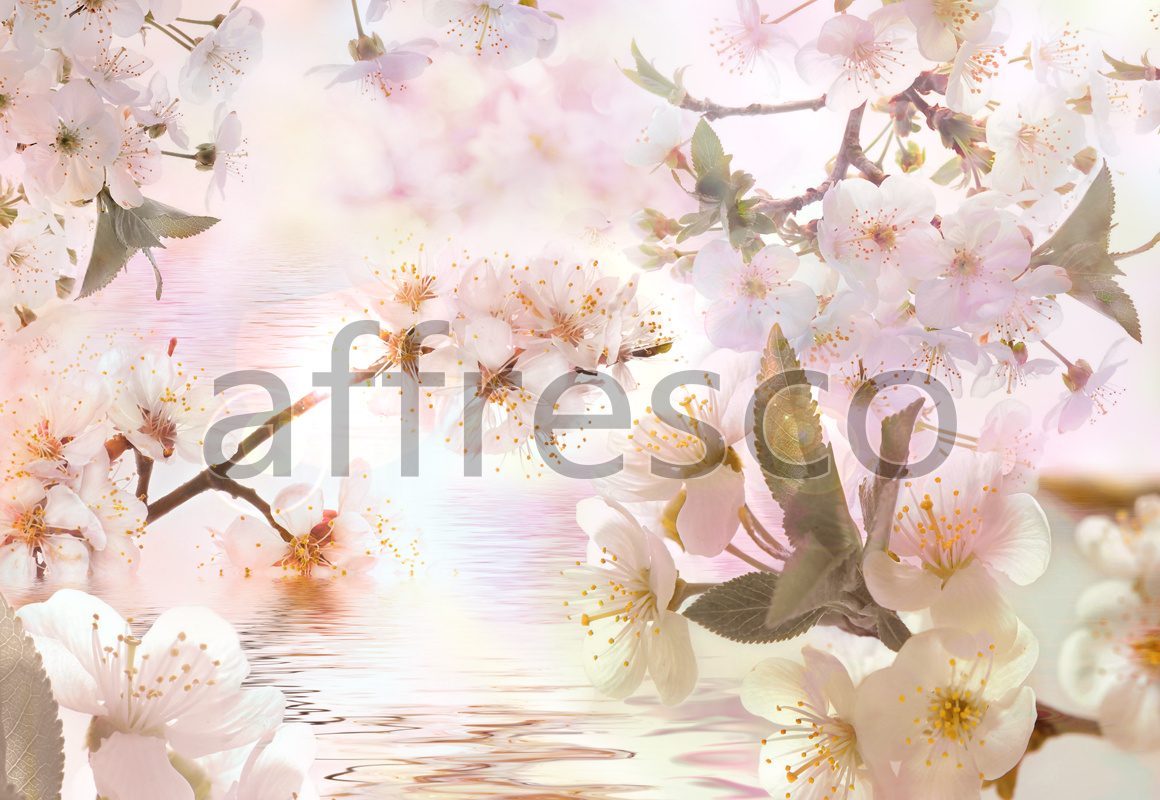 7124 | Flowers | blooming Oriental cherry near the water | Affresco Factory