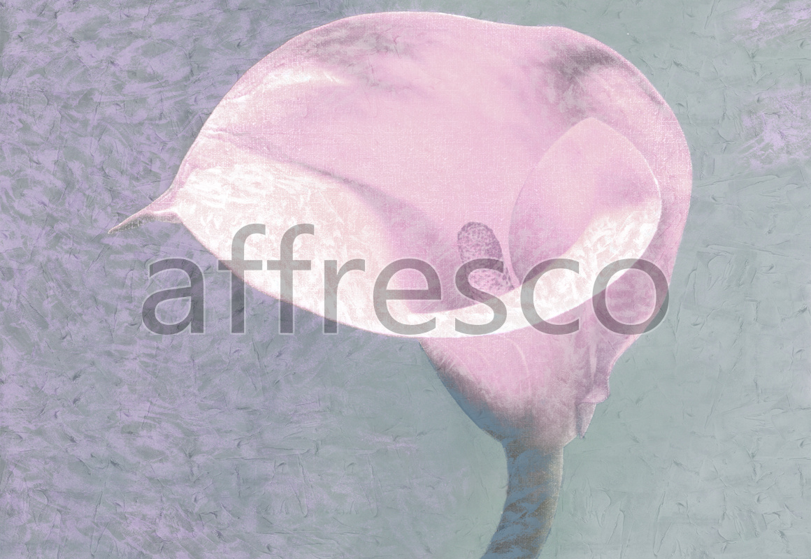 ID135578 | Flowers | calla flower | Affresco Factory