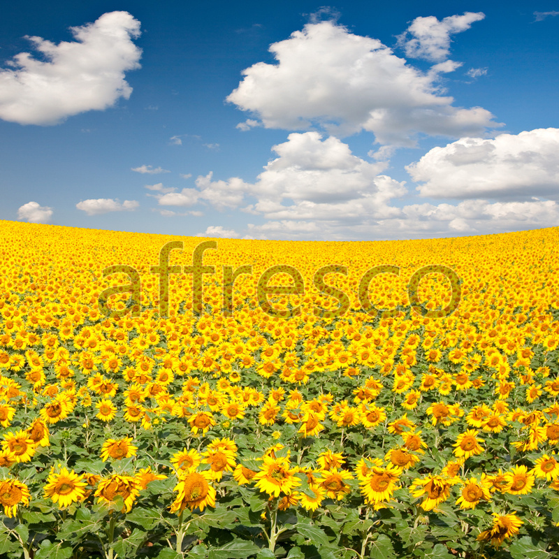 ID13441 | Pictures of Nature  | Sunflowers | Affresco Factory